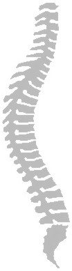 Spine